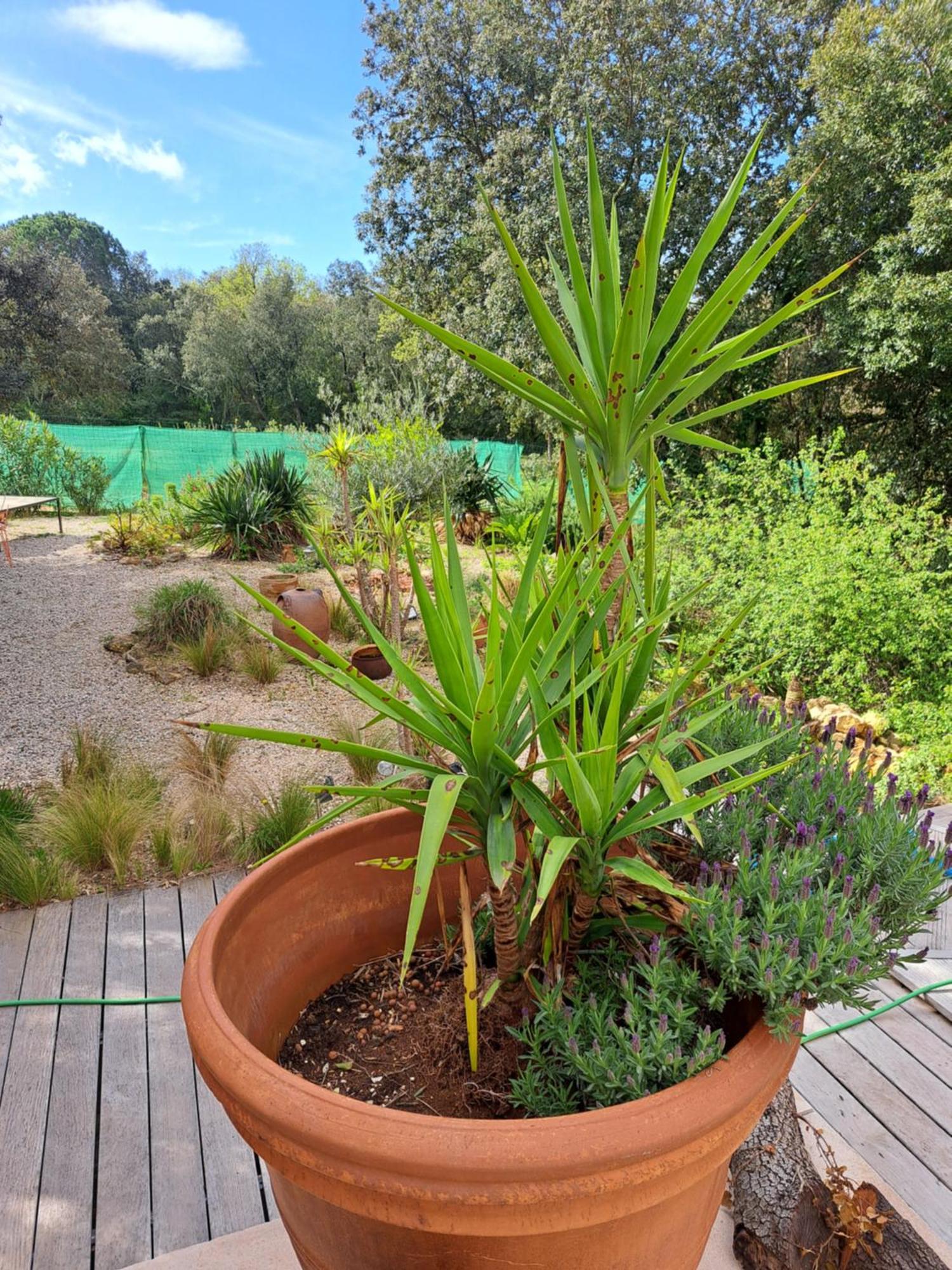 Le Calme De La Garrigue Bed & Breakfast Russan Exterior foto